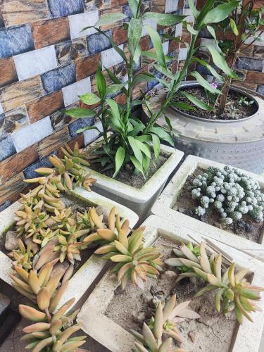 a bunch of plants in pots on the ground at Prashaanti in Guwahati