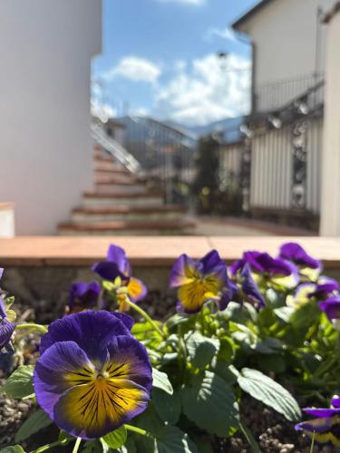 サン・セヴェリーノ・ルカーノにあるAlboriの紫黄花の群れ