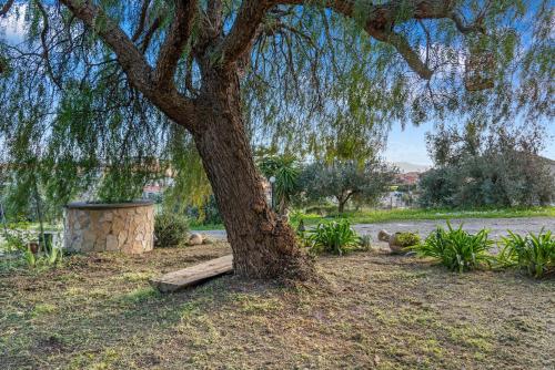 a tree with a bench sitting under a tree at Bruna's House in Domusnovas