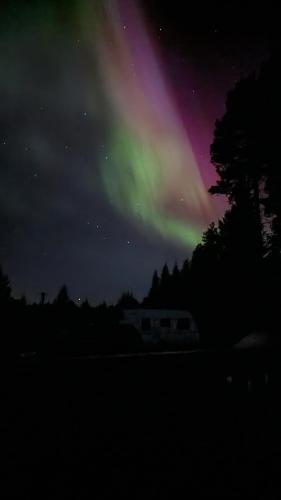 an aurora in the sky at night with trees at Stuga Björn - Quiet cabin at lake Edesjön in Hammerdal