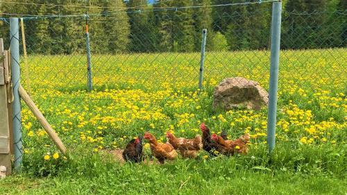 three chickens standing in a field of flowers at Süßen Häusle in Breitnau