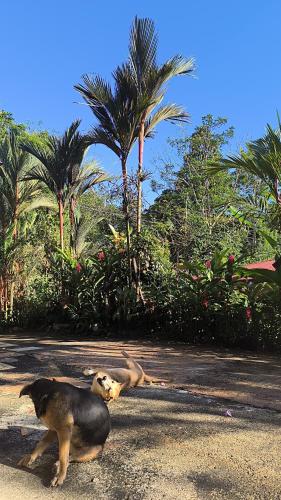 a dog laying on the ground in the street at Casa veranera in Sarapiquí