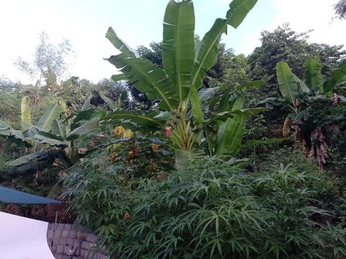 a bunch of green plants in a garden at Haut de villa indépendant, vue et accès mer, 100m de la plage, idéal famille in La Trinité