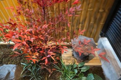 a plant with red leaves next to a fence at 東雲庵/shinonomean in Kyoto