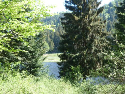 a view of a lake between two tall trees at Domaine Des Hauts Viaux in La Bresse