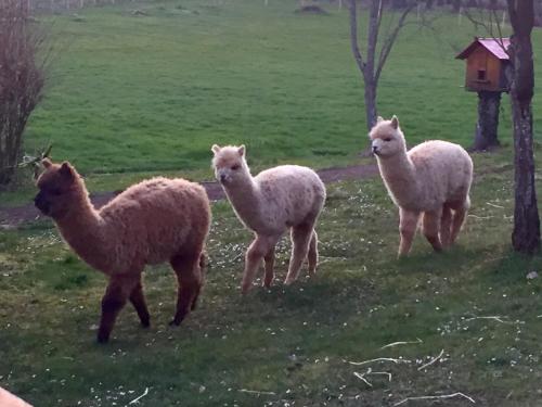 a group of three sheep standing in a field at Logis Hostellerie la Chaumière in Arsonval