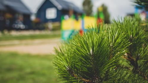 a green pine tree in front of a house at Pajda Mazur - Ośrodek wypoczynkowy in Stare Jabłonki
