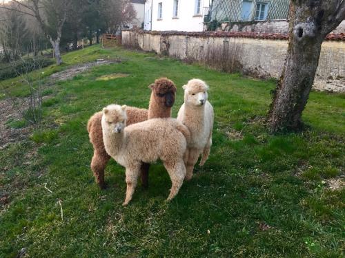 three sheep standing in the grass next to a tree at Logis Hostellerie la Chaumière in Arsonval