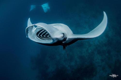 a shark is swimming in the water at Korovou Nature Lodge in Naviti Island