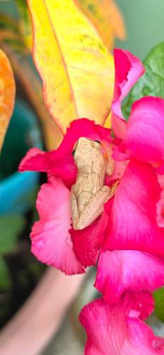 a pink flower with a frog sitting on top of it at Tuquil-HA in Ladyville