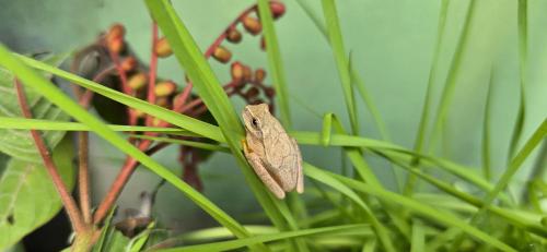 a small brown lizard sitting on a green plant at Tuquil-HA in Ladyville