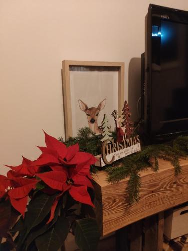 une photo de Noël d'un cerf dans un miroir dans l'établissement Studio Malice, à Wittelsheim