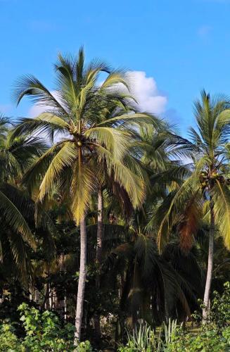 Gallery image of Yaku Hostel in Playa Mendiguaca