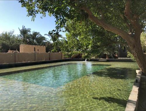 a pool of water with a tree in the foreground at Eeri Siwa Oasis in siwa oasis