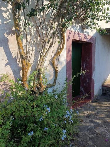 a building with a tree next to a door at Al Palazzotto in Pantelleria