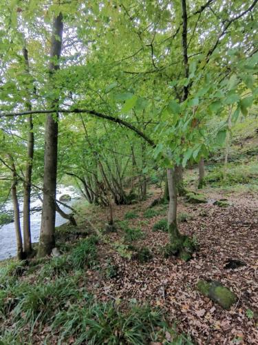 a group of trees next to a body of water at L'échappée belle in Aywaille