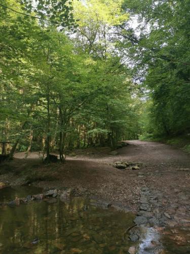 a path in a forest with trees and a stream at L'échappée belle in Aywaille