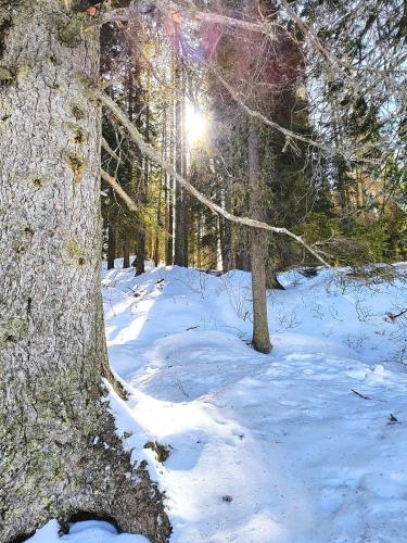 a snow covered forest with the sun shining through trees at Appartaments Lavaredo in Carbonin