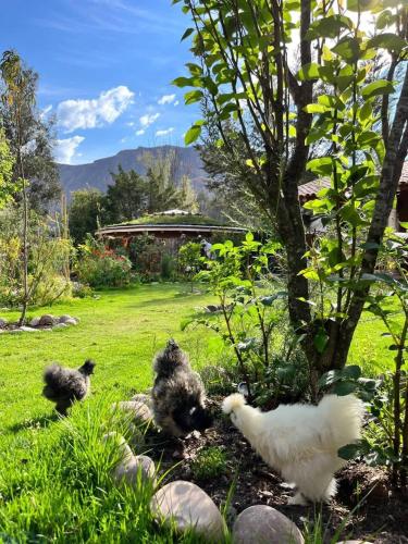 three chickens standing in the grass near a tree at Stunning 1BR House in Camino Real in Urubamba