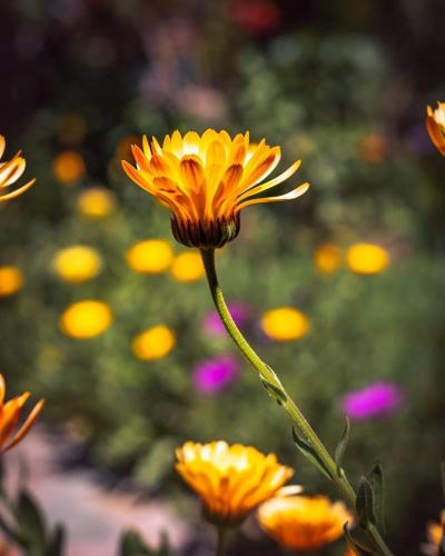a group of yellow flowers in a field at Stunning 1BR House in Camino Real in Urubamba