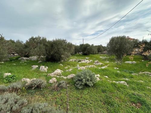 a herd of sheep grazing in a field of grass at Apartments with parking space Bozava, Dugi otok - 23903 in Božava