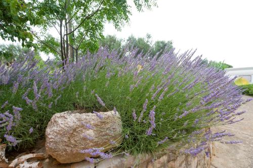 a bunch of purple flowers next to a rock at Apartments with parking space Bozava, Dugi otok - 23903 in Božava