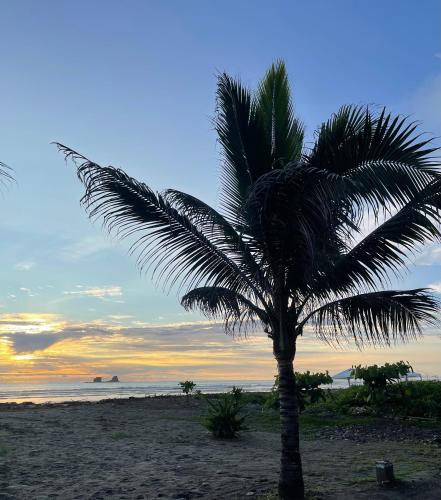 a palm tree on a beach with the sunset at Suites Ayampe Front Beach in Ayampe