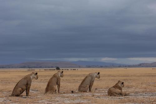 a group of three bears sitting in a field at Ol Tukai Lodge Amboseli in Amboseli