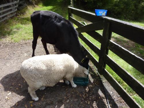 a goat and a sheep eating food from a fence at Thorold Country House in Thames