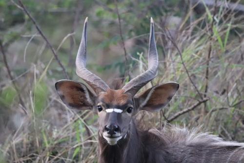 a gazelle with horns is looking at the camera at Loziba Wildlife Reserve Tented Camp in Vryheid