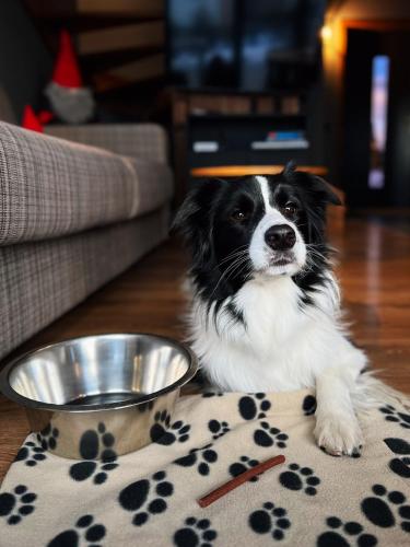 a dog sitting on a rug next to a dog bowl at Domki 1010 m in Ząb