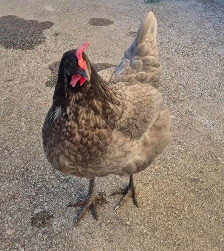 a brown chicken standing on the ground with its beaks at Appartement Kaufmann in Westendorf