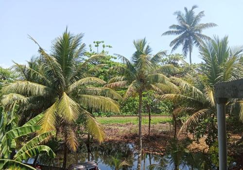 a group of palm trees next to a body of water at C-Born in Hikkaduwa