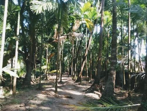 a group of palm trees in a forest at The Woods Beach Stay in Guhagar
