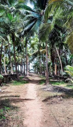 a dirt road in front of palm trees at The Woods Beach Stay in Guhagar