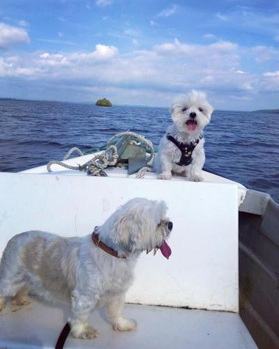 a white dog standing on the back of a boat at Dulrush Self-Catering Lodges in Belleek
