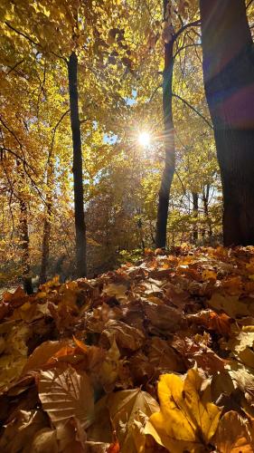 a pile of leaves on the ground in a forest at Sowie Chatki - domki z widokiem na Góry Sowie in Sokolec