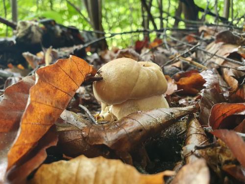 a stuffed animal sitting on top of a pile of leaves at Dom Nad Strumykiem in Bielanka