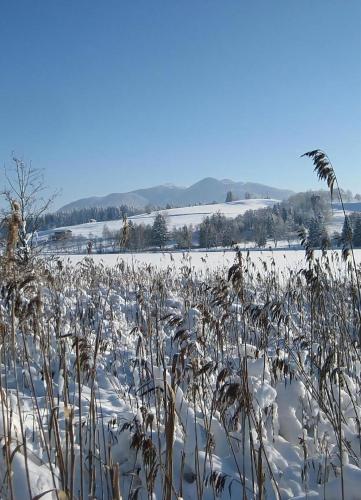 a field covered in snow with tall grass at Bärli in Bayersoien
