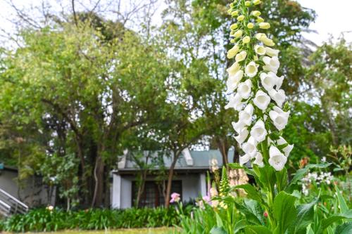 a large white flower in front of a house at Woodall Country House and Spa in Addo