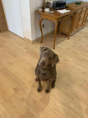 a brown dog sitting on a wooden floor at Luxuriöses Ferienhaus in Luftkurort Lückendorf