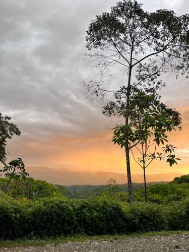 a tree on a hill with a sunset in the background at Cielo Lodge in Golfito