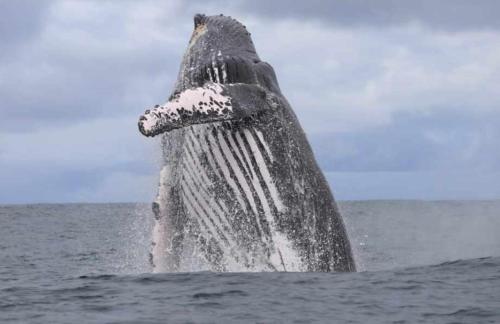 a humpback whale jumping out of the water at Casa Guayaba Lodge in Nuquí