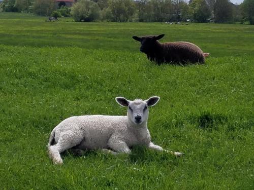 two sheep laying in the grass in a field at Butjadinger Friesenstube in Butjadingen