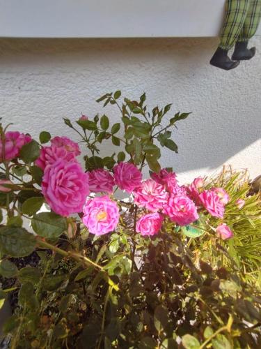 a bunch of pink flowers in a vase at Ferienwohnung Rosa in Horn-Bad Meinberg