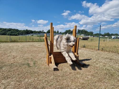 a dog is sitting in a wooden swing at Ostseeferienpark Walkyrien - Offizier 18 in Neustadt in Holstein