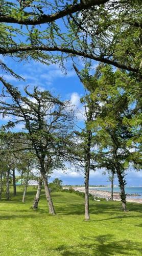a group of trees in the grass near the beach at Ferien am Strand, Urlaub an der Ostsee Ferienwohnung am Strand in der Nähe der Schlei, Umgebung von Kappeln u Damp in Brodersby