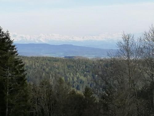 ein Blick auf einen Wald mit Bergen im Hintergrund in der Unterkunft Chalet Charbonnier in Wolpadingen