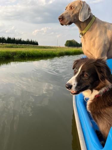 two dogs are riding in a boat in the water at Tawerna Pod Kotwicą pokoje i domy wakacyjne in Kadłub Wolny