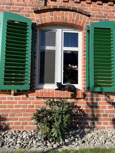 a cat sitting on a window sill looking out at Tawerna Pod Kotwicą pokoje i domy wakacyjne in Kadłub Wolny